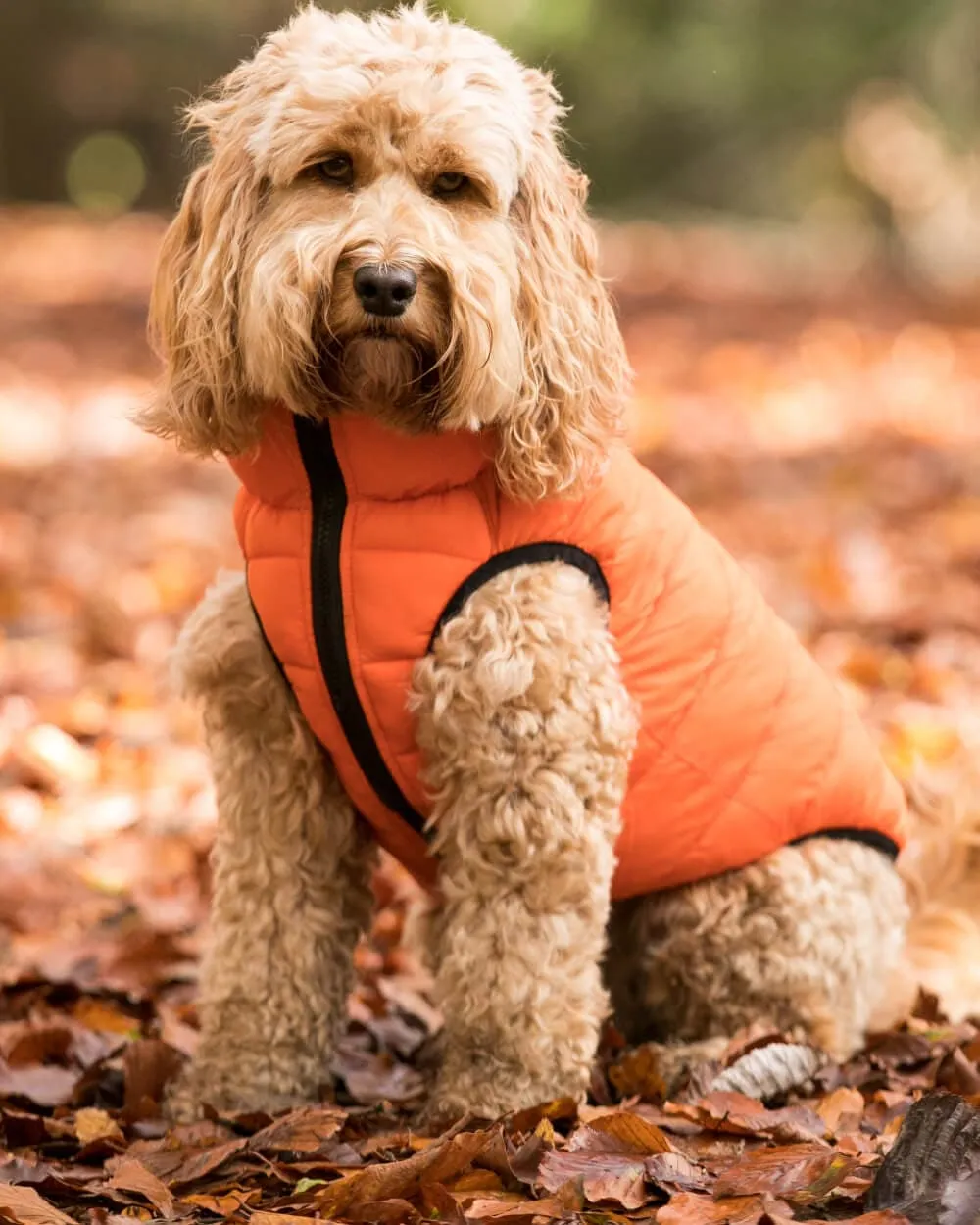 Reversible Dog Puffer Jacket - Orange and Navy